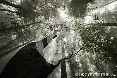 Giant tree looking up in a forest with mysterious fog Stock Photo