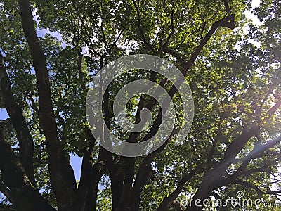 Giant tree with many branches and complex ramification on a blue sky Rainy day with fresh green foliage seen from frog perspective Stock Photo