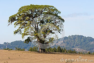 Giant tree in the middle of arid field in Guatemala, Central America. Stock Photo