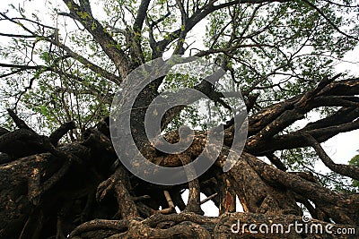 Giant tree root in Ubon Ratchathani Stock Photo