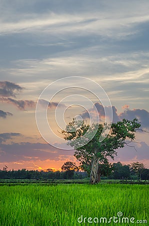 Giant Tree And Sky Stock Photo