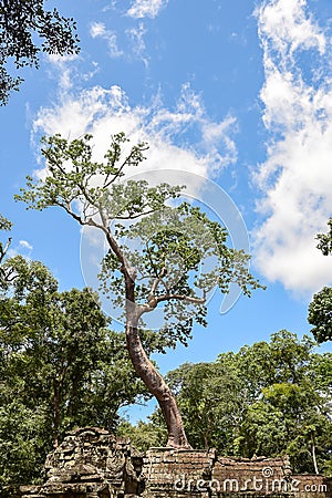 Giant tree Stock Photo