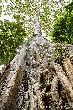 Giant tree Stock Photo