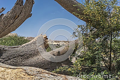 Giant tree trunk fallen in the oasis of the Namibe Desert. Africa. Angola. Stock Photo