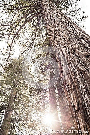 Giant Tree Stock Photo