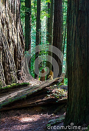 Redwood national forest hiking trail Stock Photo