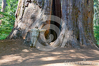 Giant trees Stock Photo