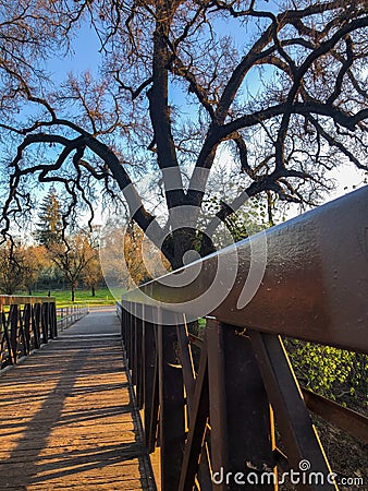 Giant Troll Tree by the Bridge Stock Photo