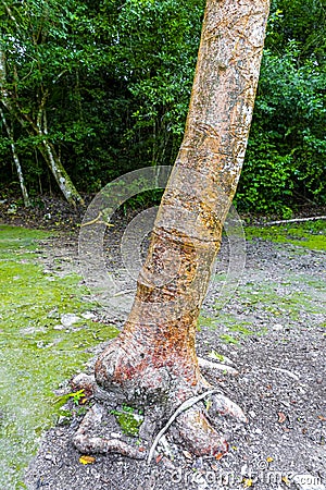 Giant tropical trees in the jungle rainforest Coba Ruins Mexico Stock Photo