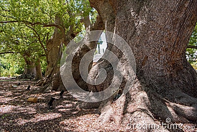 Old camphor trees in South Africa, mighty tree trunks form an avenue Stock Photo