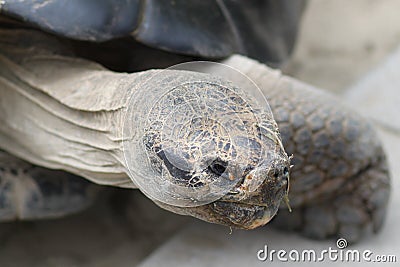 Giant Turtle Stock Photo