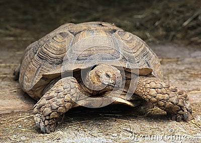 Giant turtle Stock Photo