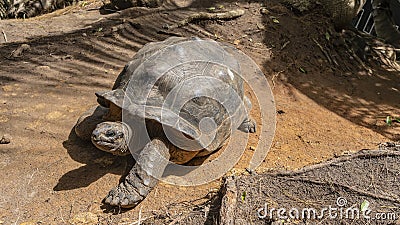 A giant turtle Aldabrachelys gigantea walks along a dirt path Stock Photo