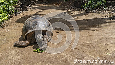 A giant turtle Aldabrachelys gigantea walks along a dirt track. Stock Photo