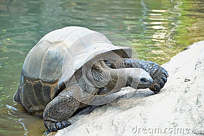 Giant turtle comes out of the water. Stock Photo