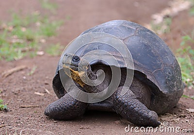 Giant turtle, galapagos islands Stock Photo