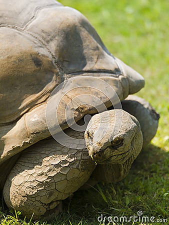 Giant turtle going for a walk Stock Photo