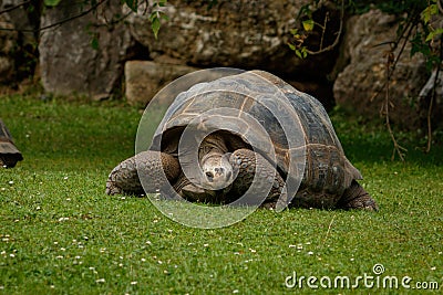 Giant turtle on the grass Stock Photo