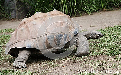 Giant turtle Stock Photo