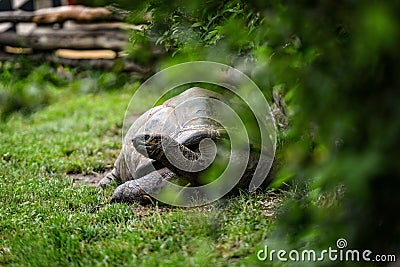 Giant turtle Stock Photo