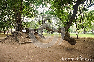 Giant vine at Prasat Mueang Tam Sanctuary Stock Photo