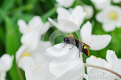 Giant wasp Latin: Scolia hirta in the family Scoliidae, close up. Scolia sitting on a white flower Anemone forest Latin: Stock Photo