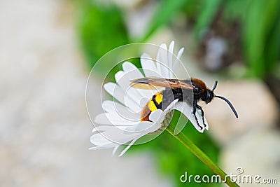 Giant wasp Latin: Scolia hirta sitting on a white flower Ox-eye Daisy Latin: Leucanthemum. Selective focus, soft blurry Stock Photo