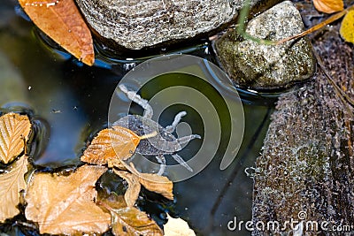 Giant Water Bug, Family Belostomatidae Stock Photo