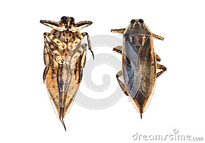 Giant water bug isolated Stock Photo