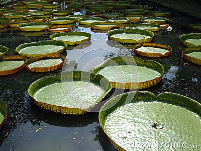 Giant Water Lilies Stock Photo