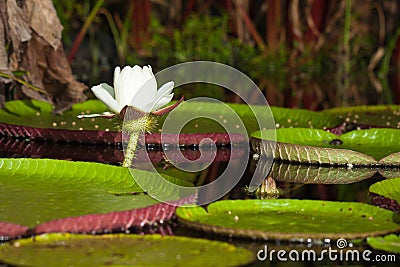 Giant water lily (Victoria amazonica) Stock Photo