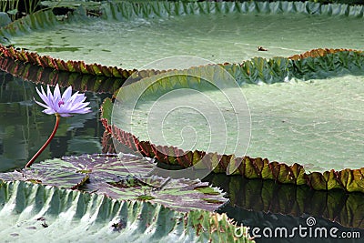 Giant Water Lily Stock Photo