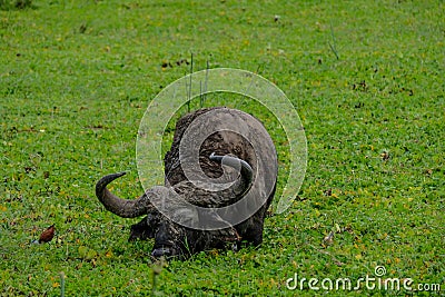 Giant waterbuffalo in green water plants Stock Photo