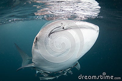 A giant whale shark - Rhincodon typus Stock Photo