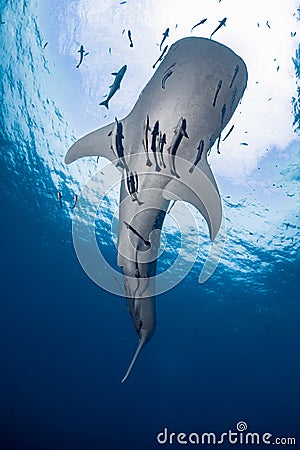 Giant Whale shark swimming underwater with scuba divers Stock Photo