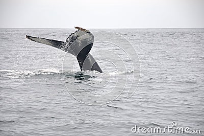 Giant Whale Tail Stock Photo