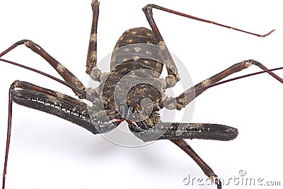 Giant whip scorpion (Damon medius) Stock Photo