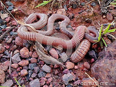 download giant worm download giant worm