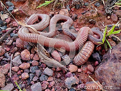 Giant worm Stock Photo