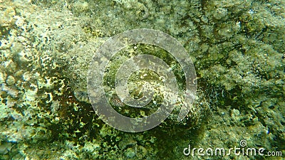 Giant wormshell or giant wormsnail Thylacodes arenarius and Scarlet coral Balanophyllia Balanophyllia europaea undersea Stock Photo