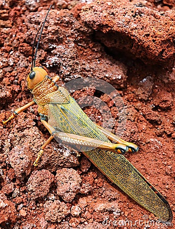 Giant yellow orange grasshopper closeup, El Salvador Stock Photo