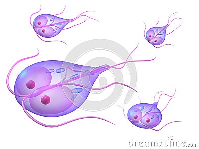 Giardia Stock Photo