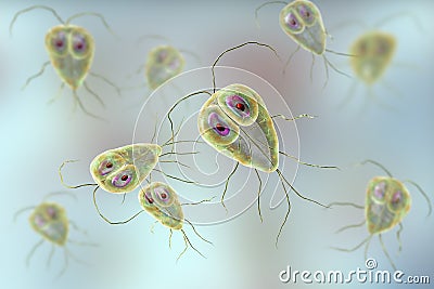 Giardia lamblia protozoan, the causative agent of giardiasis Cartoon Illustration