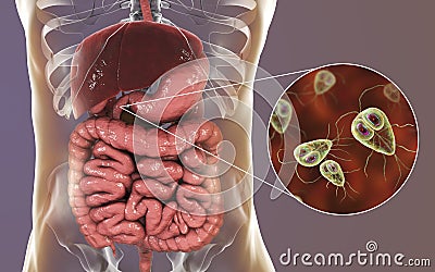 Giardia lamblia protozoan, the causative agent of giardiasis Cartoon Illustration