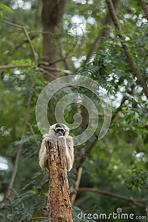 Gibbon Stock Photo