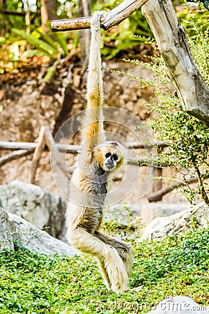 Gibbon in chiangmai Thailand Stock Photo