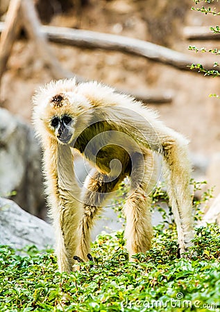 Gibbon in chiangmai Thailand Stock Photo