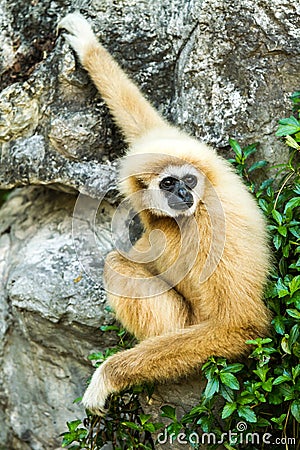 Gibbon in chiangmai zoo chiangmai Thailand Stock Photo