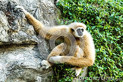 Gibbon in chiangmai zoo chiangmai Thailand Stock Photo