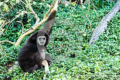 Gibbon in chiangmai zoo chiangmai Thailand Stock Photo